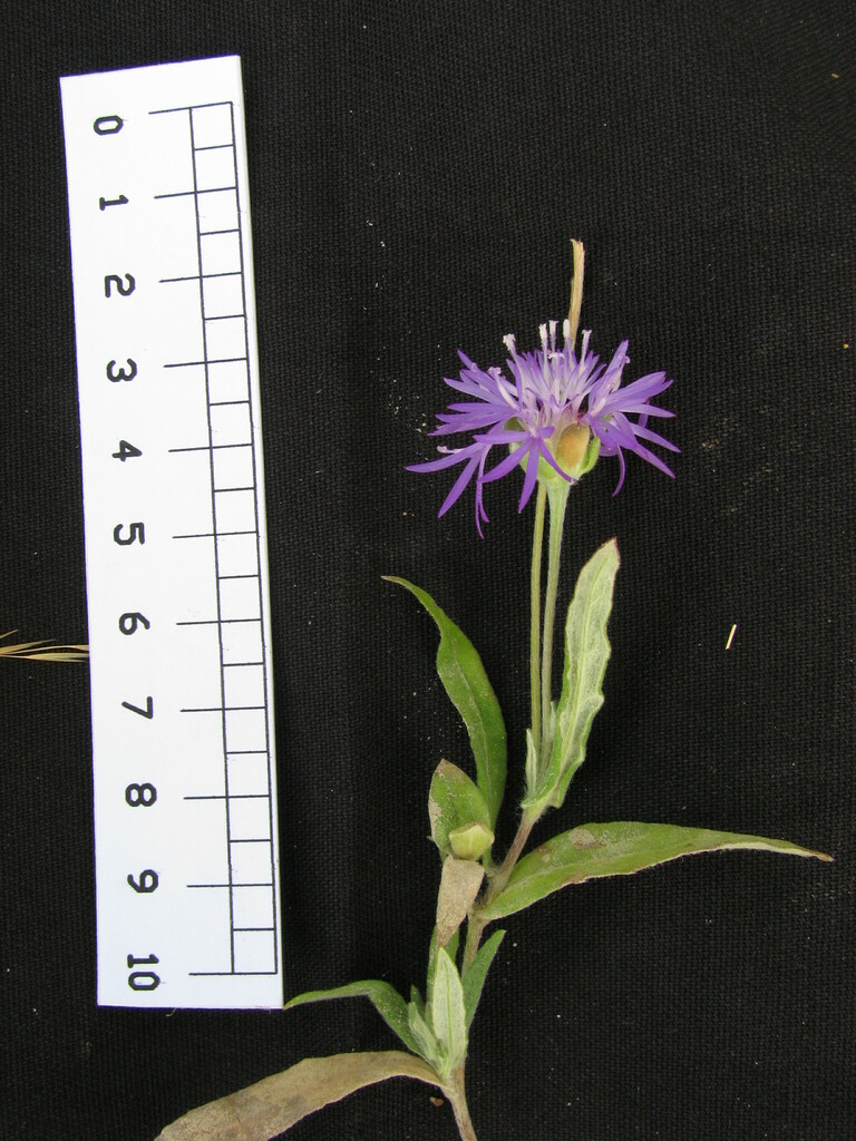 Stilpnopappus trichospiroides