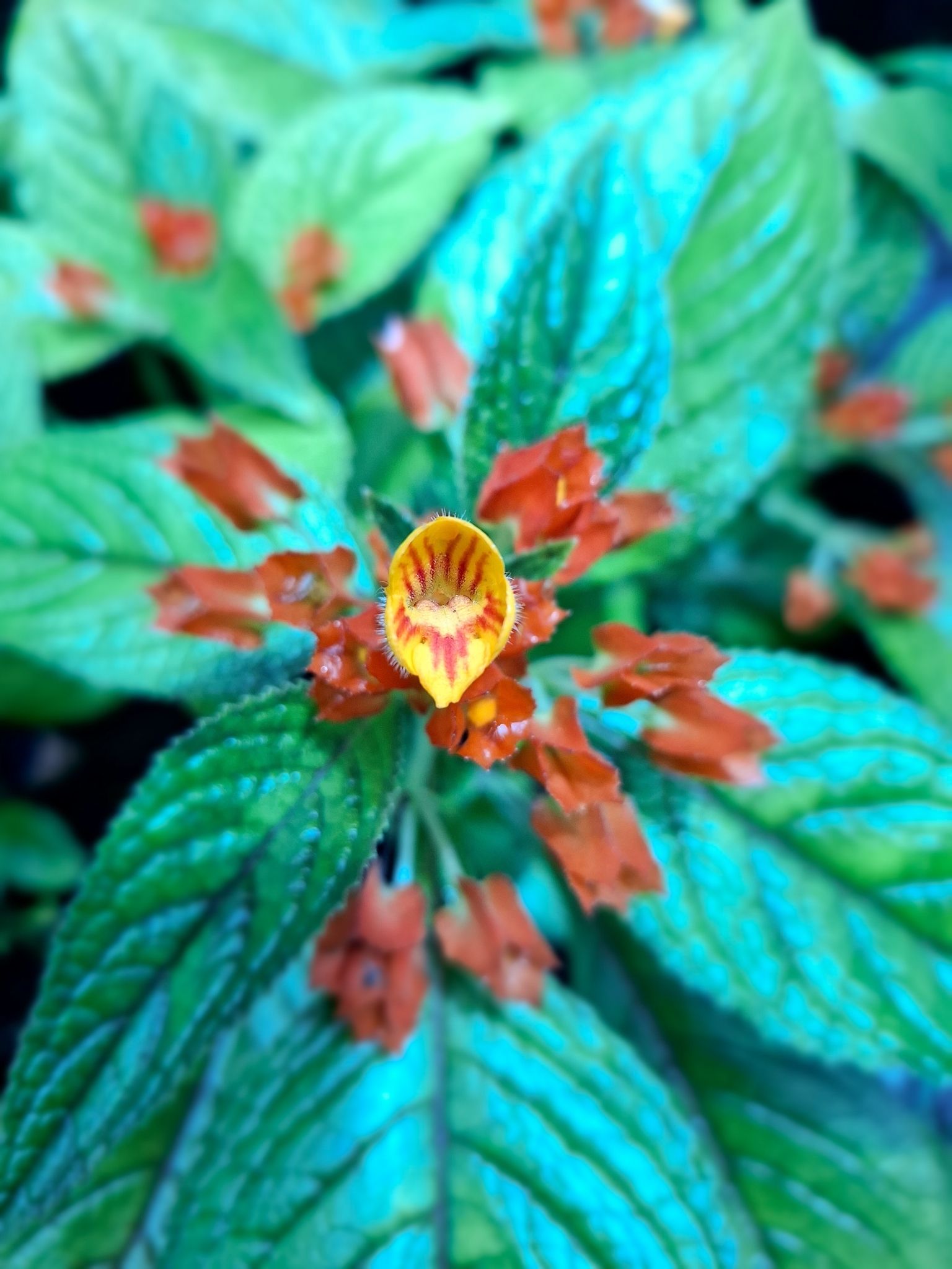 Chrysothemis pulchella
