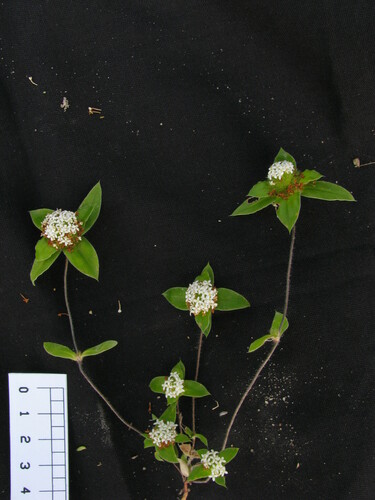 Mitracarpus albomarginatus