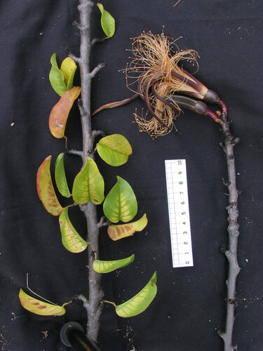 Pseudobombax simplicifolium A.Robyns 2