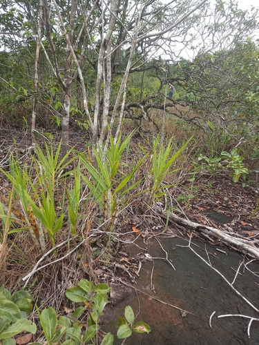 Foto de Canoa
