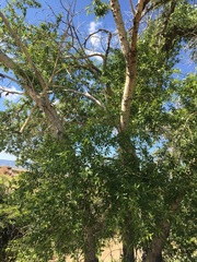 Populus × acuminata