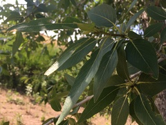 Populus × acuminata