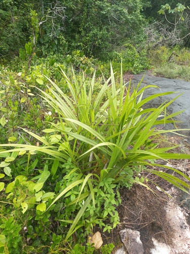 Foto de Canoa