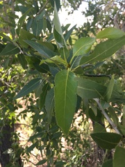 Populus × acuminata