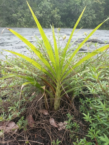 Foto de Canoa