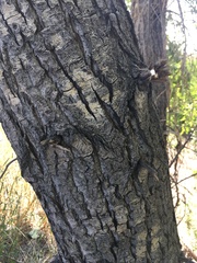 Populus × acuminata