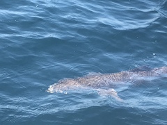 Rachycentron canadum