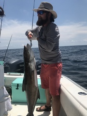 Rachycentron canadum