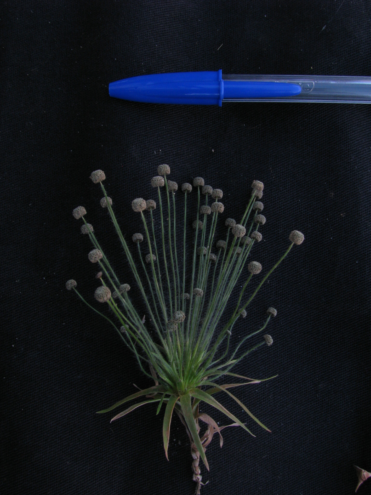 Paepalanthus lamarckii