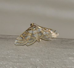 Pseudopyrausta santatalis