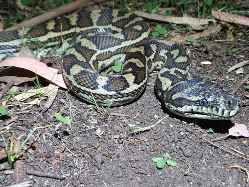 Coastal Carpet Python sighting