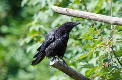 Corvus corone