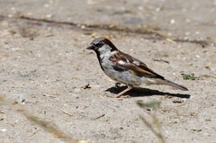 Passer domesticus