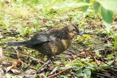Turdus merula