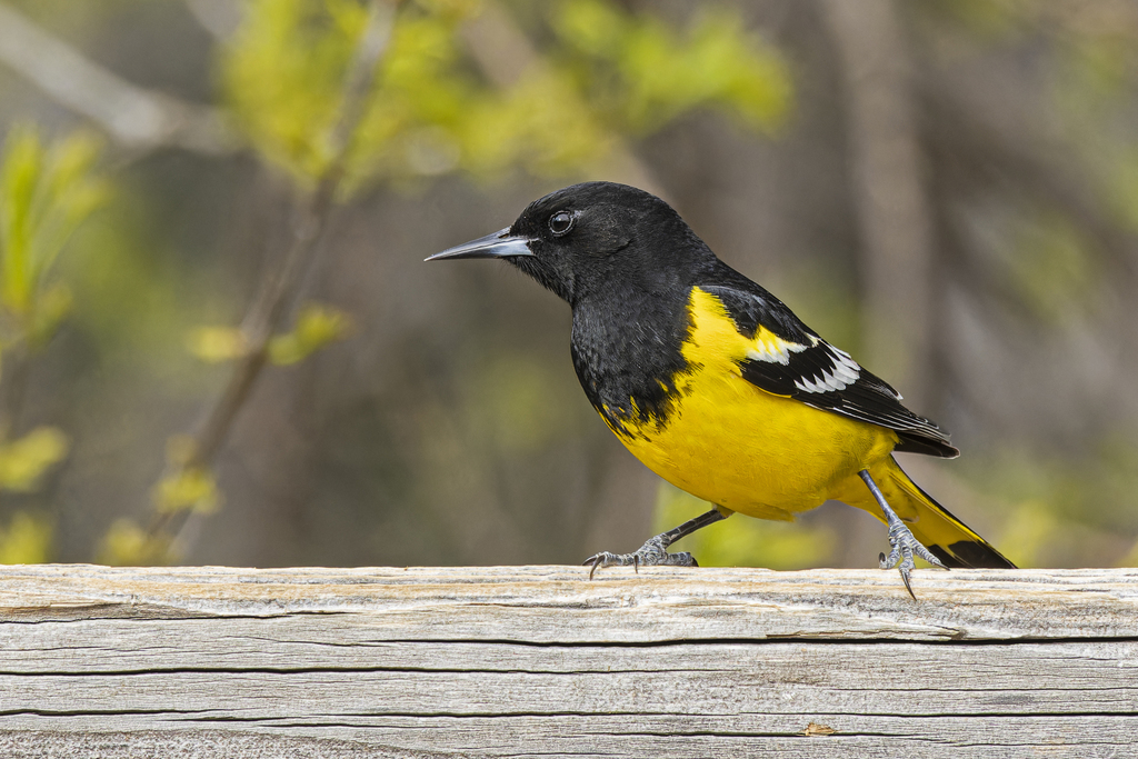 Scott's Oriole photo