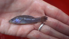 Aphredoderus sayanus