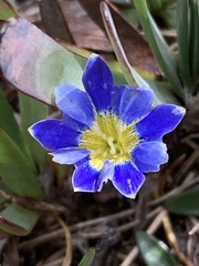 Gentiana sedifolia