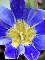Gentiana sedifolia