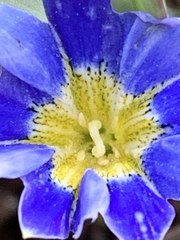 Gentiana sedifolia