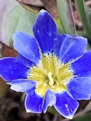 Gentiana sedifolia