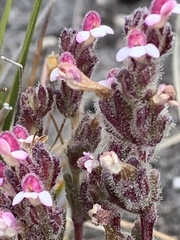 Orobanchaceae