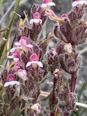 Orobanchaceae