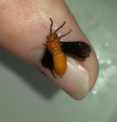 Ceratulus spectabilis