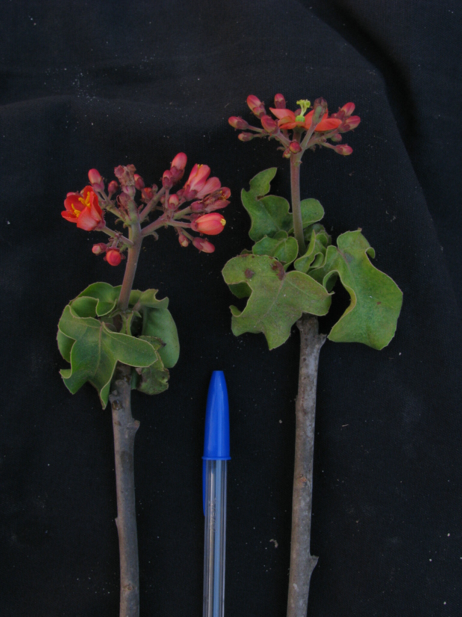 Jatropha mutabilis