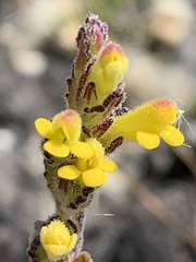 Neobartsia