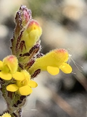 Neobartsia