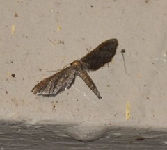 Protoproutia laredoata