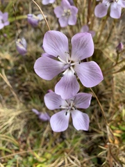 Gentianella