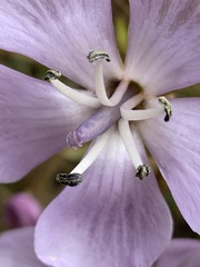 Gentianella