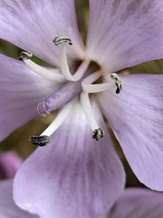 Gentianella