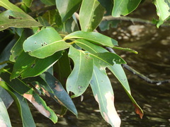 Diospyros malabarica, photograph (c) Mark Clarke, some rights reserved (CC BY)