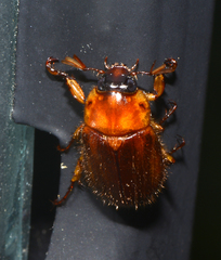 Cyclocephala borealis