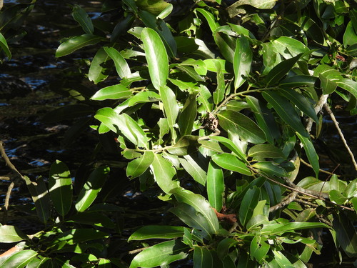 Diospyros malabarica, photograph 1
