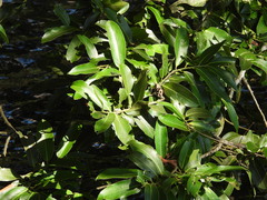 Diospyros malabarica, photograph (c) Mark Clarke, some rights reserved (CC BY)