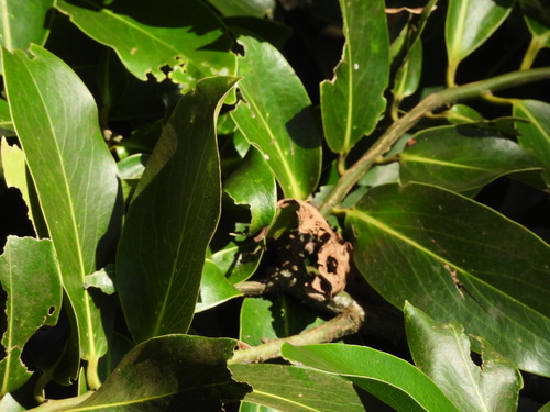 Diospyros malabarica, photograph 2