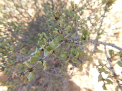 Ceanothus otayensis