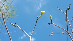 Tabernaemontana tomentosa