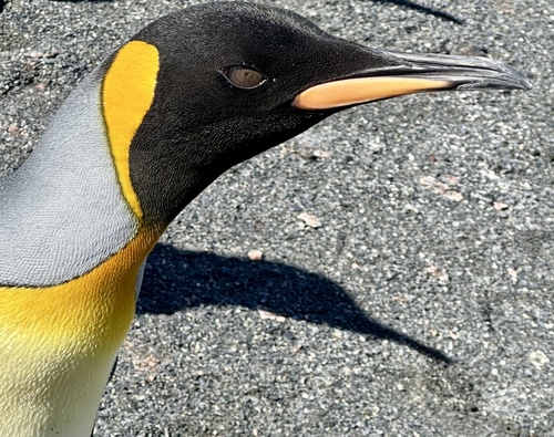 King Penguin