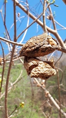 Tabernaemontana tomentosa