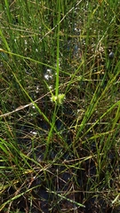 Carex viridula