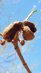 Tabernaemontana tomentosa