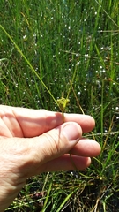 Carex viridula