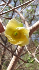 Tabernaemontana tomentosa