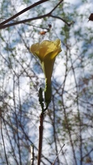 Tabernaemontana tomentosa