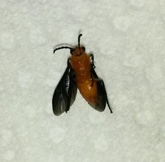 Ceratulus spectabilis